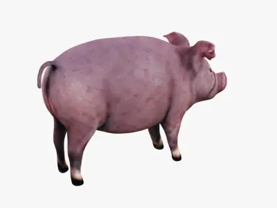 Pig Animal Free 3D model