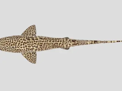 Leopard Catshark Realistic Animated Low-poly 3D model