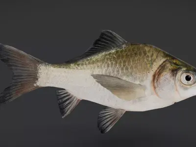 Realistic White Crucian Carp Animated 3D model
