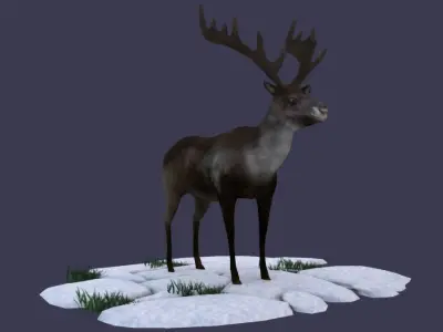 Reindeer Stag elk Northern Hemisphere animal Arctic  3D model