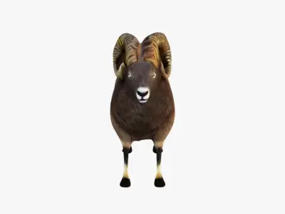 Ram Animal Free 3D model
