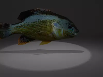 Bluegill fish with light shining Free low-poly 3D model