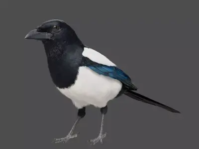 Oriental Magpie Animation - Blender 3D model