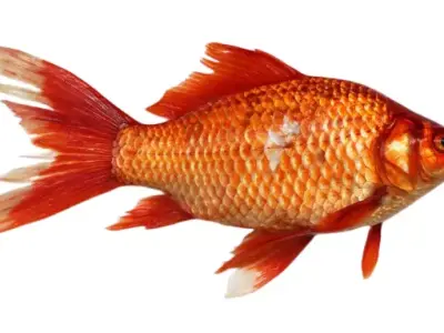 Goldfish 3D model
