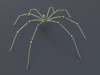 Daddy Long Legs Low-poly 3D model