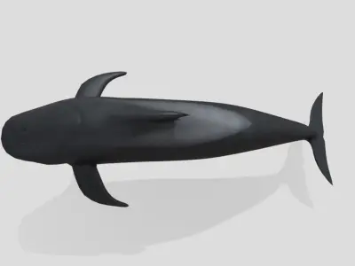 Long finned pilot whale Animated Low-poly Low-poly 3D model