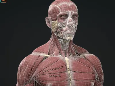 Human Anatomy Kit and Female Anatomy Kit Commercial License Low-poly 3D model