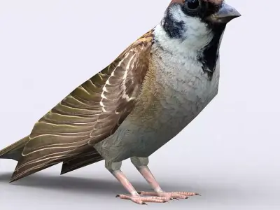 3DRT - Sparrow Low-poly 3D model