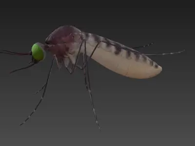 Mosquito with eyes Low-poly 3D model