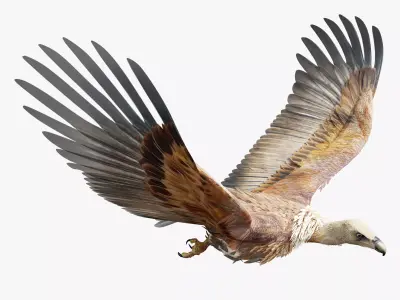 Griffon Vulture-BLENDER Low-poly 3D model