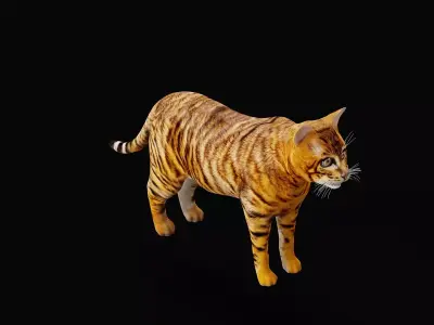 Cats Pack Free 3D model