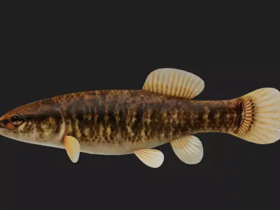 Mudminnow Low-poly 3D model