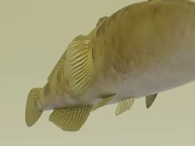 bullhead fish Low-poly 3D model