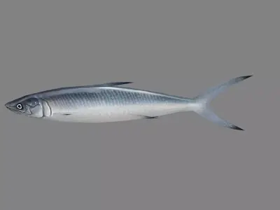 Cartoon Pacific saury Low-poly 3D model