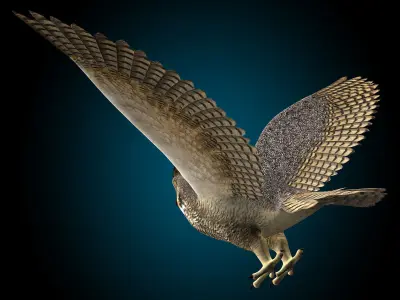 Great Horned Owl - Flight 3D model