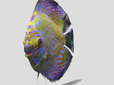 Rigged and Animated Sweetwater Discus Fish - 3D Model Low-poly 3D model
