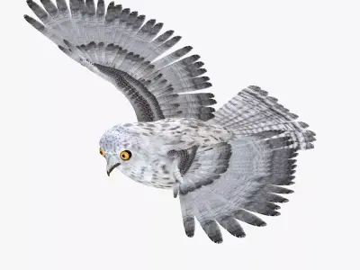 Owl bird rigged 3d model Low-poly 3D model