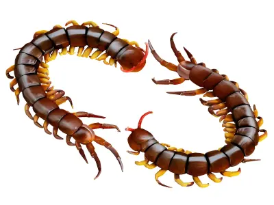 Centipede 3D model