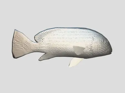 Ribbon sweetlips Low-poly 3D model