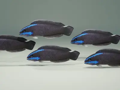 Springeri Dottyback Fish 3D model