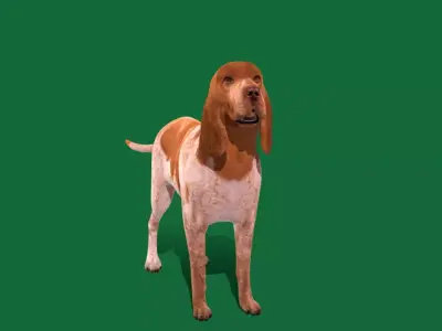 Bracco Italiano Dog Free low-poly 3D model