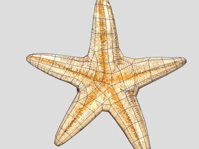 Starfish Realistic Animated Low-poly 3D model