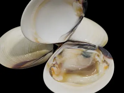 White clams Low-poly 3D model