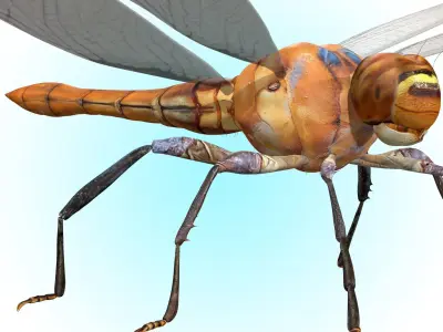 Dragonfly 3D model