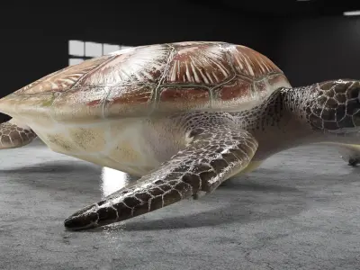 Turtle Low-poly 3D model