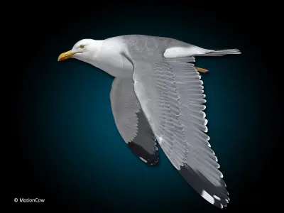 Seagull - Flight 3D model