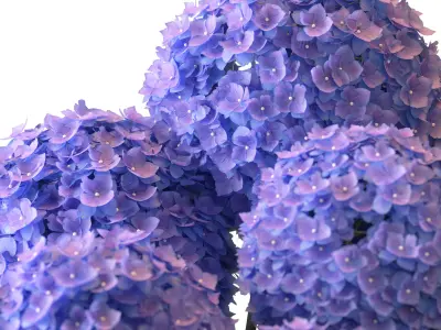 Hydrangea Bouquet Set -23 Free 3D model