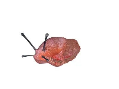 Slug Snail Low-poly 3D model