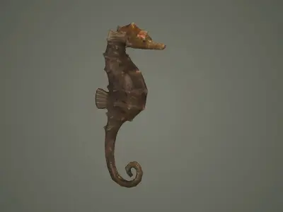 seahorse sea horse fish aquarium hippocampus seahorses  3D model