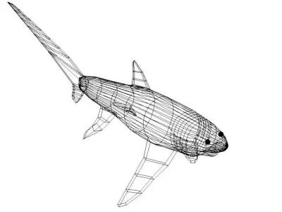 Shark - Fox 3D model