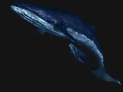 Blue Whales sea animals calves simple animal 3D model