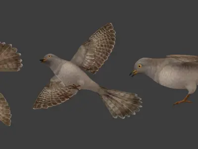 cuckoo bird in flight Low-poly 3D model