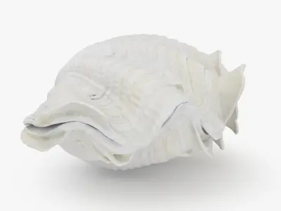 Giant Clam Shell 3D model