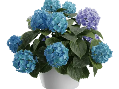  Mophead Hydrangea Plant Model, Blue 