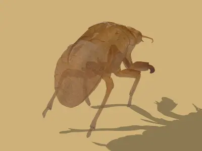 Cicada exoskeleton Low-poly 3D model