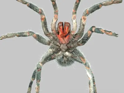 Insect Collection Vol 1 Low-poly 3D model