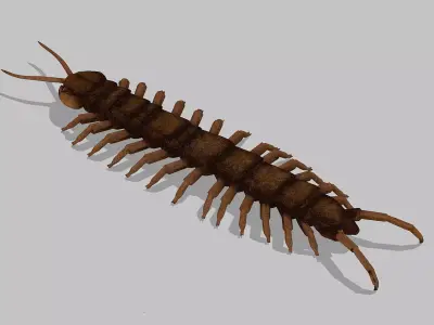 Centipede Low-poly 3D model