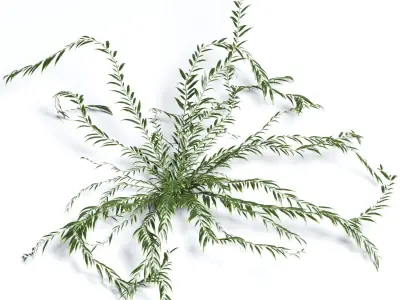 Grass eucalyptus plant 3D model