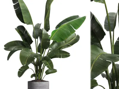 indoor plant 030 3D model