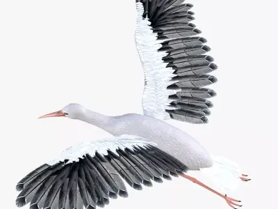 Stork bird rigged 3d model Low-poly 3D model