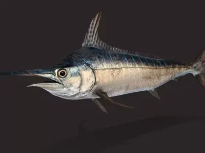 Blue Marlin Animated 3D model