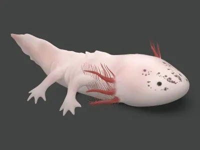 Axolotl Low-poly 3D model