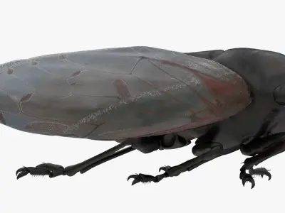 Cicada Low-poly 3D model