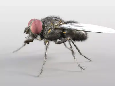 Housefly insect Low-poly 3D model