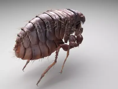 Jumping Flea 3D model