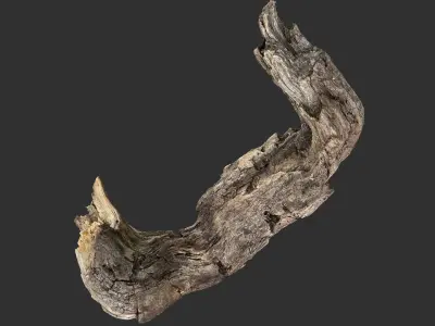 3d scan Tree trunk 3D model